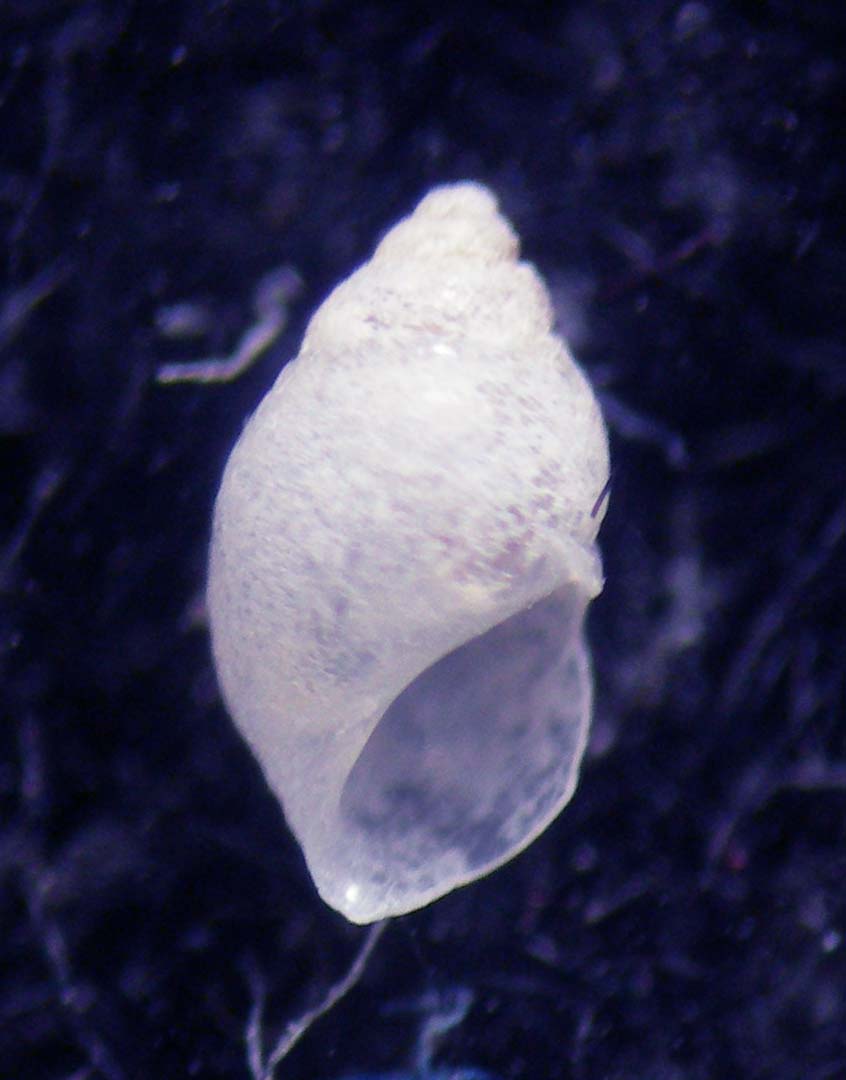 Plagyostila asturiana